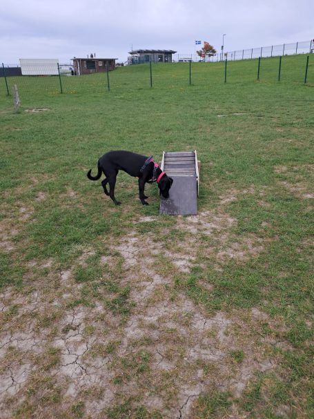 Hundefreilauf Dangast Hundefreilauf Dangast