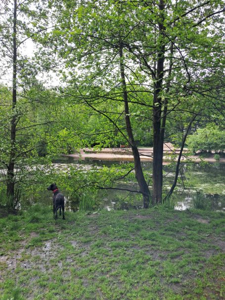 Hundefreilauf Schortens Hundefreilauf Schortens