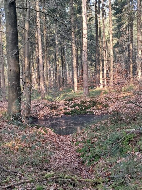 Wittmunder Wald Wittmunder Wald