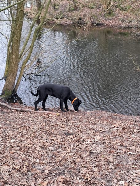Hundefreilauf Schortens Hundefreilauf Schortens
