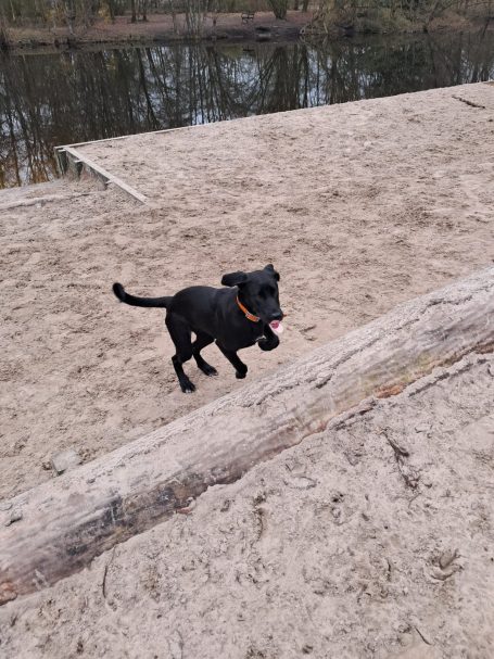 Hundefreilauf Schortens Hundefreilauf Schortens
