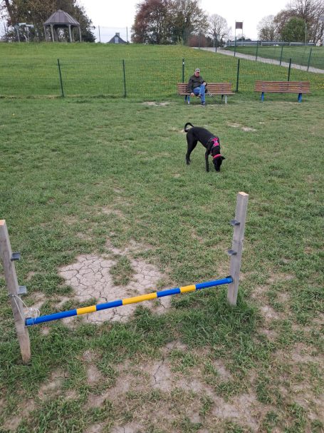 Hundefreilauf Dangast Hundefreilauf Dangast