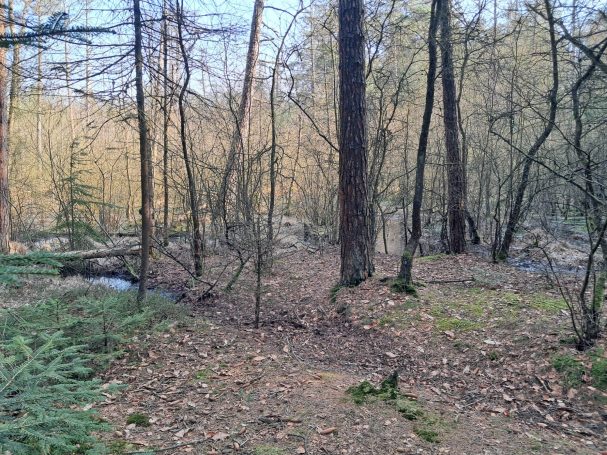 Wittmunder Wald Wittmunder Wald