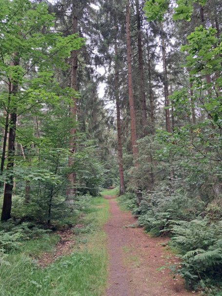Wittmunder Wald Wittmunder Wald