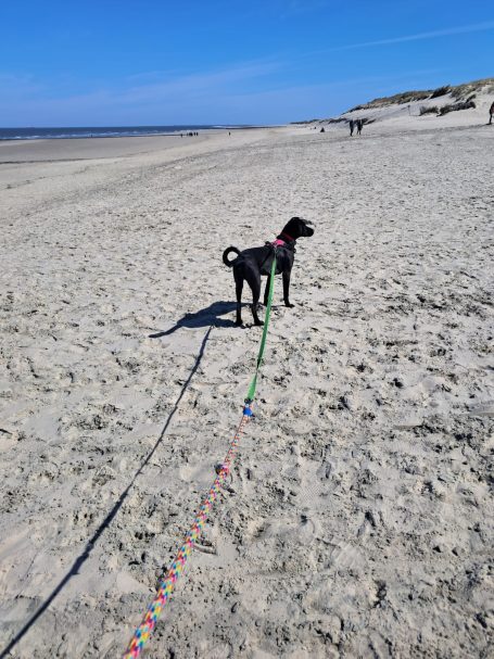 Hundestrand Wangerooge Hundestrand Wangerooge