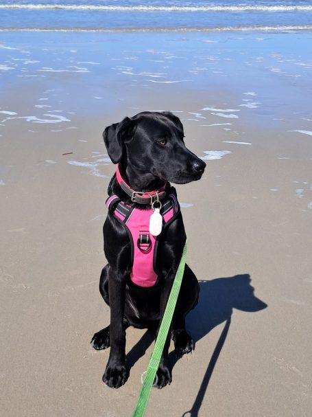 Hundestrand Wangerooge Hundestrand Wangerooge