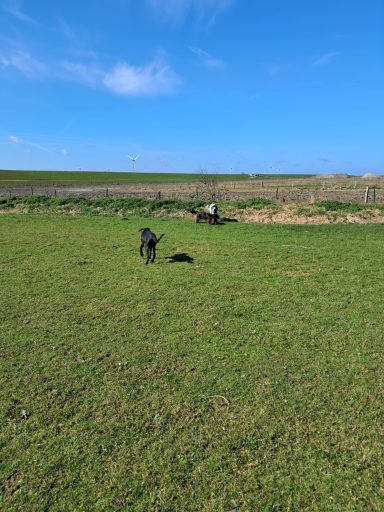Hundefreilauf Harlesiel Hundefreilauf Harlesiel