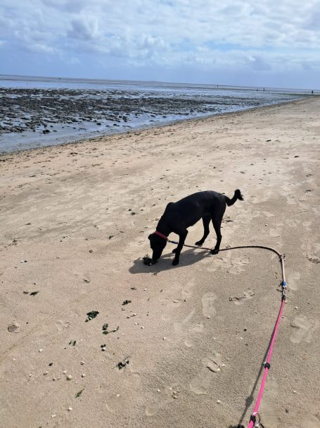 Strand Schillig Strand Schillig