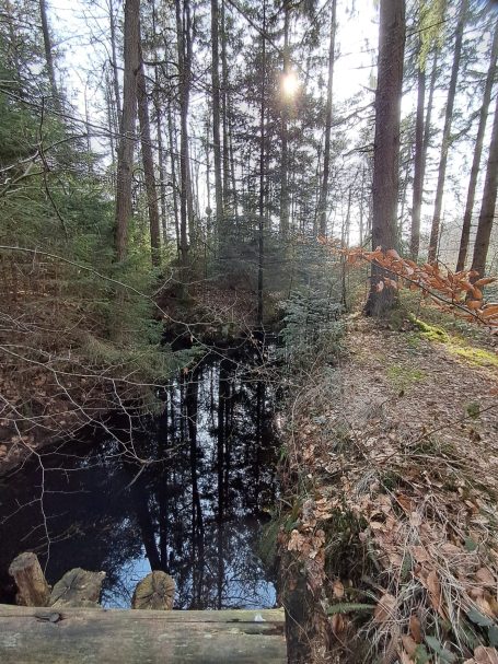 Wittmunder Wald Wittmunder Wald