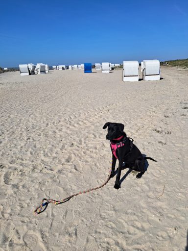 Hundestrand in Harlesiel Hundestrand in Harlesiel